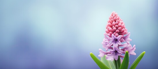 Obraz premium Hyacinth flower in bloom with a copy space image against a fresh green backdrop during the spring season