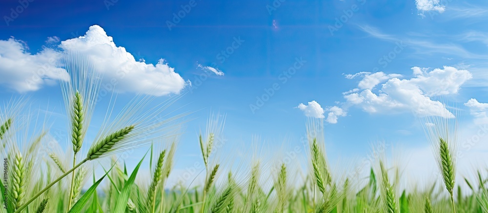 Canvas Prints Green wheat is thriving in the field with a backdrop of a clear blue sky and fluffy white clouds ideal for a copy space image