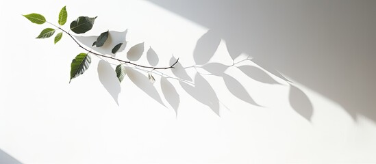 A leaf shadow from tropical trees creates a dappled effect on a white wall perfect as a background for design with copy space image