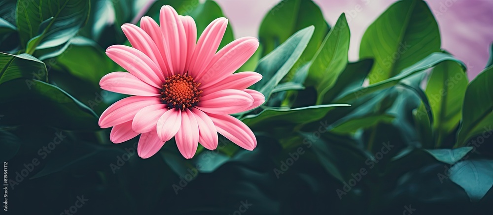 Canvas Prints a pink flower set against a green leaf backdrop creates a harmonious colorful copy space image