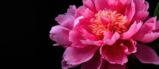 Pink peony flower against a dark backdrop with clipping path for a design project Nature themed with closeup details for copy space image