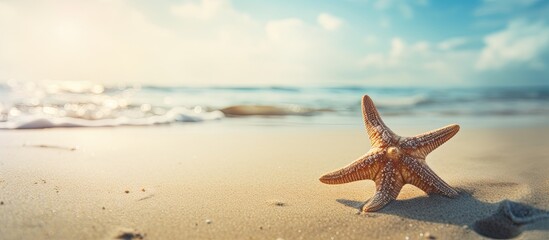 Natural background with a starfish on the sand providing copy space image