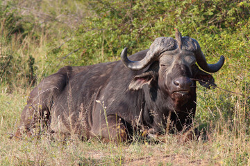 Kaffernbüffel und Rotschnabel-Madenhacker / African buffalo and Red-billed oxpecker / Syncerus caffer et Buphagus erythrorhynchusuphagus erythrorhynchus