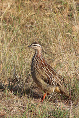 Schopffrankolin / Crested francolin / Francolinus sephaena