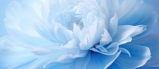 Closeup view of a stunning light blue peony with copy space image included