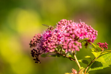 Syrphe (Episyrphus balteatus) in flight, attracted by a Japanese spirea