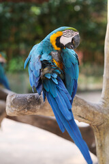 close up one Blue-and-yellow macaw parrot 