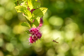 Syrphe (Episyrphus balteatus) in flight, attracted by a Japanese spirea