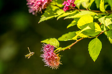 Syrphe (Episyrphus balteatus) in flight, attracted by a Japanese spirea