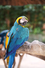 Blue-and-yellow macaw parrot. Blue-and-gold macaw