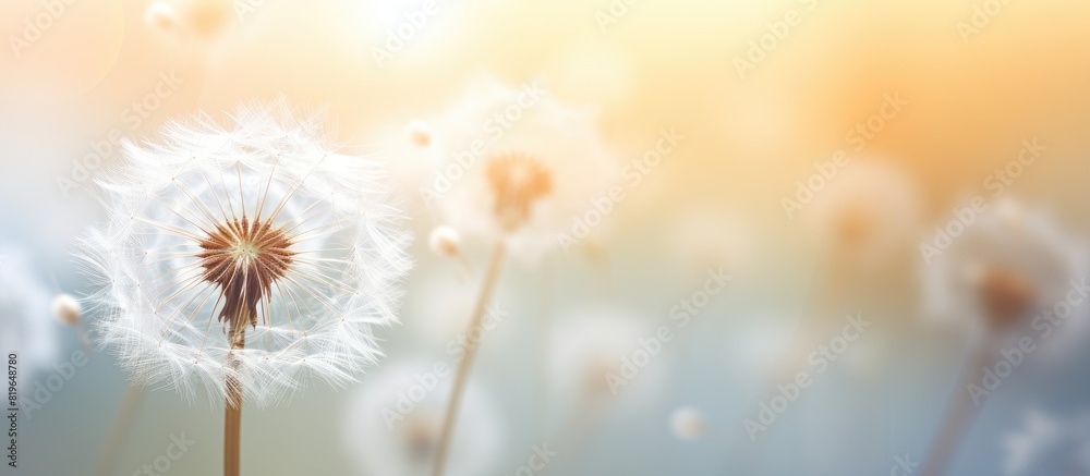Sticker macro shot of a white dandelion with seeds featuring a soft focus effect the background is naturally