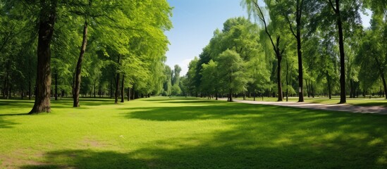 Fototapeta premium Outdoor photo of a beautiful green park in summer with plenty of available copy space image