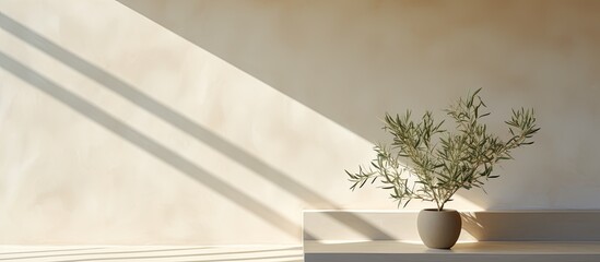Sleek summer decor featuring an olive tree on a table in sunlight with long shadows against a beige wall creating a Mediterranean inspired interior with copy space image
