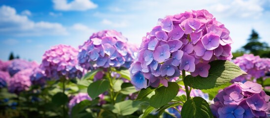 Lush hydrangea blossoms in a vibrant summer field embodying the beauty of nature with a copy space image