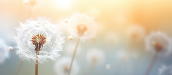 Obraz premium Macro shot of a white dandelion with seeds featuring a soft focus effect The background is naturally blurred providing a copy space image