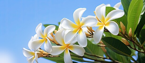 Obraz premium A white plumeria flower with a background suitable for text or images commonly referred to as a copy space image
