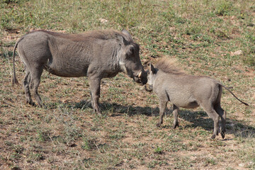 Warzenschwein / Warthog / Phacochoerus africanus..