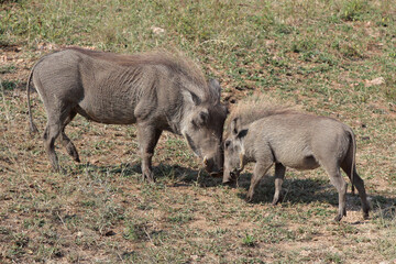 Warzenschwein / Warthog / Phacochoerus africanus..