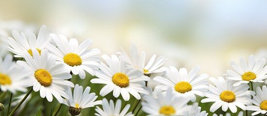 Fototapeta premium White daisies on a natural background with copy space image