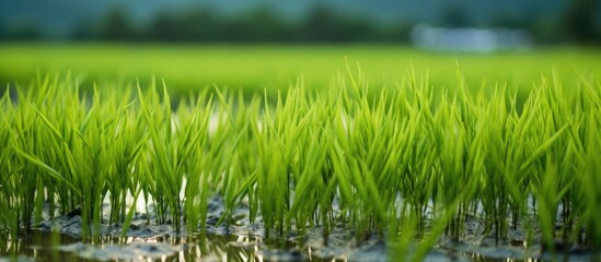 Obraz premium Green rice fields filled with life giving water showing growing rice after first rains of the rainy season Also showing what happens when the water is too deep and young rice drowns. Copy space image