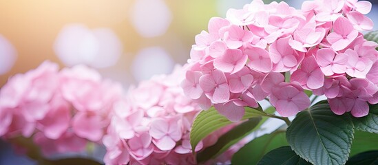 Close up of pink flowers blooming on a hydrangea plant with a copy space image