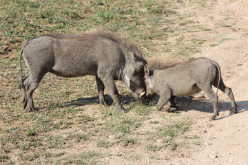 Warzenschwein / Warthog / Phacochoerus africanus..