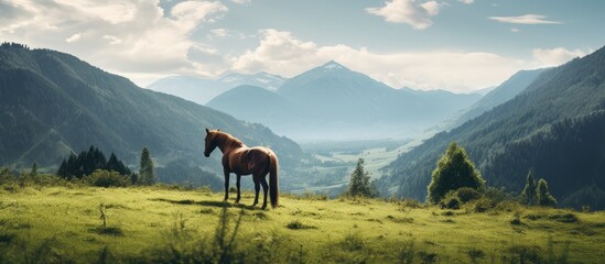 Scenic view of a horse grazing in a lush meadow with abundant greenery featuring a vast landscape and ample copy space image