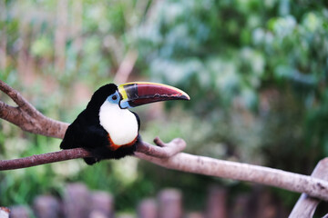 Fototapeta premium red billed toucan bird in zoo