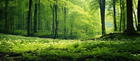 Obraz premium Lush spring forest landscape with dense patches of stinging nettle providing a natural backdrop for a copy space image