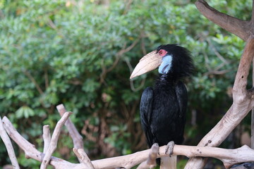 one wreathed hornbill (Rhyticeros undulatus) side view