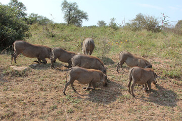 Warzenschwein / Warthog / Phacochoerus africanus