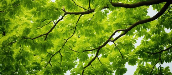 Fototapeta premium A vibrant green walnut tree seen from below with abundant branches and leaves displaying visible leaf veins perfect for a copy space image