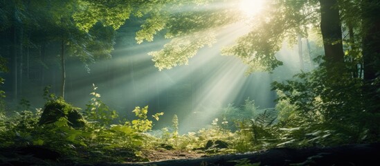 A stunning beam of sunlight shines in the forest in the morning with room for text or other elements in the image. Copy space image. Place for adding text and design