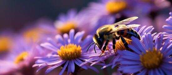A solitary bee perched on a vibrant purple aster flower with room for text or graphics in the background. Copy space image. Place for adding text and design