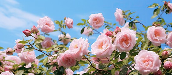 Soft pink rambler roses against a light blue sky with a blurred background in a romantic rural garden scene in early summer featuring a dreamy floral arrangement and space for adding text or images