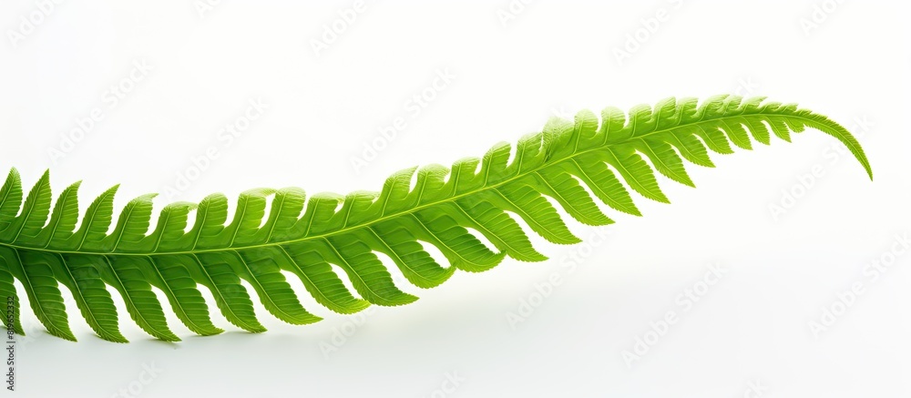 Canvas Prints close up macro image of a fresh curly green leaf from a dicksonia antarctica fern on a white backgro