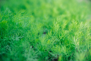 Green dill leaves in the garden. Organic farm. Healthy eating. Foods rich in vitamins. Agricultural...