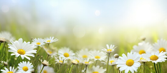 White chamomile flowers with copy space image