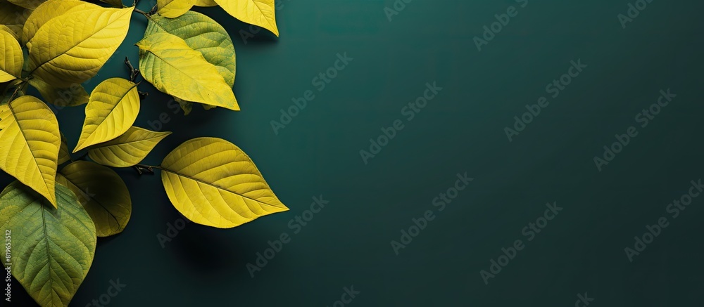 Wall mural sunshine yellow leaves stand out against a dark green background in the image with copy space