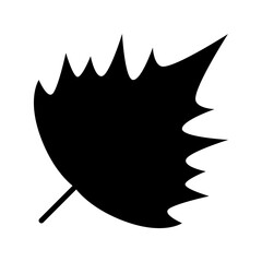 Sycamore leaf icon. Poplar or ivy. Hawthorn leaf isolated on a white background.