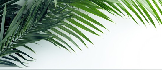 Palm leaves in green shade against a white backdrop with copy space image