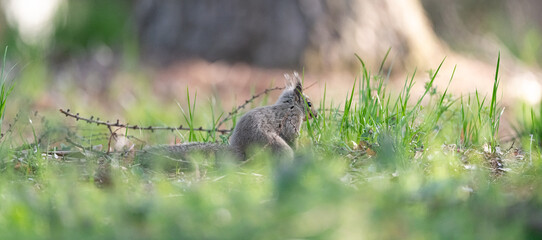 森にすむ可愛いニホンリス
