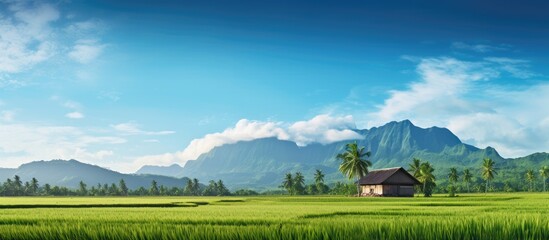 Scenic rural landscape featuring a small house amidst coconut trees in an organic corn field with mountains and a blue sky in the background ideal for a copy space image