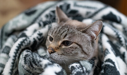 毛布から顔を出す猫　シャムトラ猫