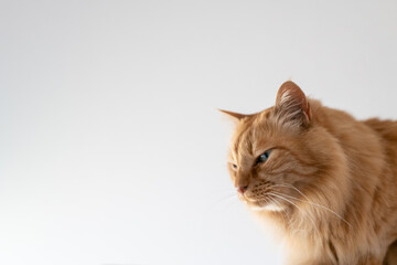 見つめる猫　茶トラ猫