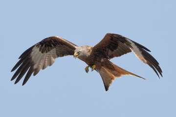 Red Kite in Flight