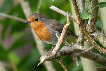 Robin perched on tree branch