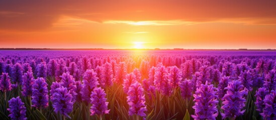 Sunrise over hyacinth fields in Lisse Holland with a vast stretch of colorful flowers and a serene atmosphere making it a perfect copy space image