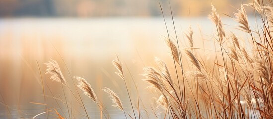 Tall river reeds swaying gently in the breeze creating a serene and natural scene with wildlife hidden amongst them for a potential copy space image