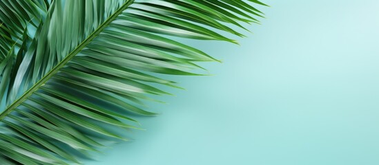Obraz premium Background featuring a palm leaf creating a soothing tropical vibe with ample copy space image